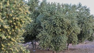 أشجار الزيتون في تبوك تشير إلى موسم الحصاد الغني