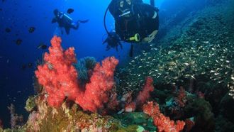 PADI Gold Award To Blue Reef Diver