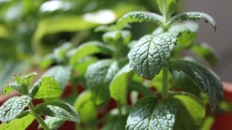 Peppermint Tea's Health Perks