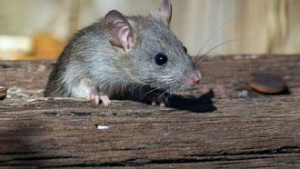 لدغة الفئران تسبب عدوى خطيرة