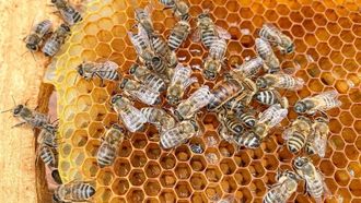 SAR140M Boost For Saudi Honey
