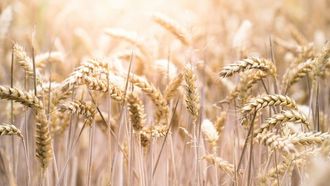 ارتفاع أسعار القمح الروسي