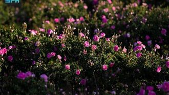 Saudi's Two Billion Rose Goal