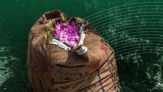 هدف 2 مليار وردة بحلول عام 2026