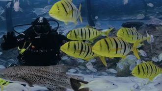 Underwater Iftar & Manatees In Abu Dhabi