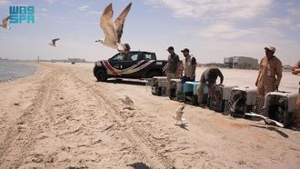 إطلاق الطيور البحرية بشاطئ العزيزية