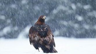 ضوضاء المرور تعيق نمو الطيور