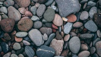 UAE To Lead In Pet Rock Craze