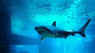 New Shark Cage Diving In Saudi