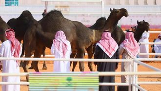 Arab Camel Cup Begins In AlUla