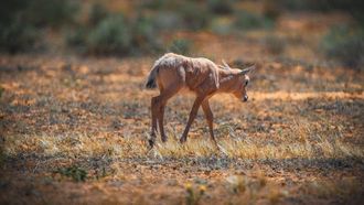 عجول المها الجديدة في رويال ريزيرف