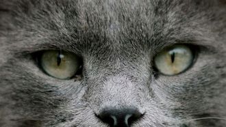 أنفلونزا الطيور في الحليب الخام تقتل القطط