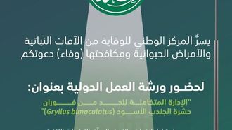 مكافحة تفشي الجندب الأسود