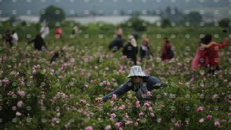 Rose Harvest Season In Bulgaria