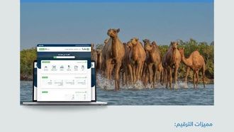 تسجيل الإبل قبل الموعد النهائي