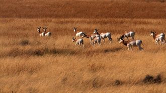 Dama Gazelle Reintroduction In Chad