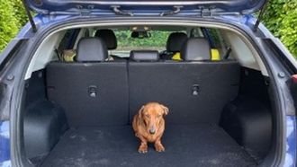 Best EVs For Dogs In The UK