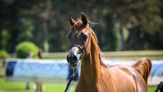 Arabian Horse Cup 2024 Begins In France