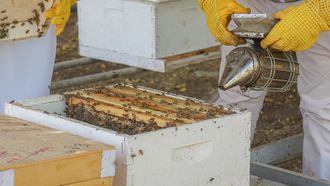 Boosting UAE Honey With Local Bees