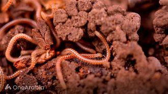 تحسين جودة الحرير عبر تقنية النانو