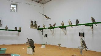 رعاية فاخرة للصقور قبل الصيد