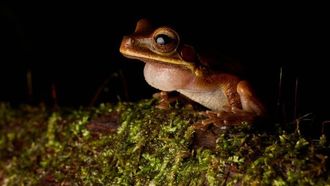 سم الضفدع علاج للاكتئاب؟