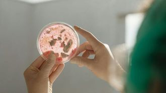 بكتيريا الأمعاء تؤثر على السلوك الاجتماعي