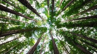 Hysata: Pioneering Affordable Green Hydrogen