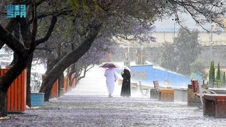 جاكاراندا أبها تتفتح تحت المطر