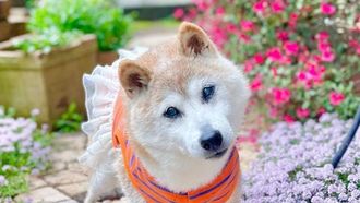 Kabosu, Dogecoin Mascot, Dies At 18