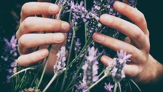 فوائد وأضرار نبات الخزامى