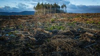 Levidian Eyes Abu Dhabi For Growth