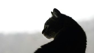 جداول الحياة تكشف عن عمر القطط