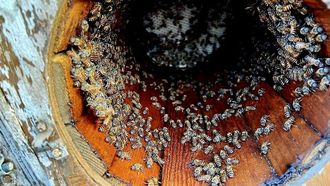 Fourth Mangrove Honey Season Launch