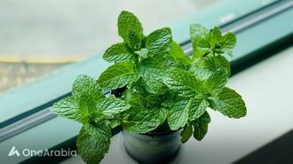 فوائد وأضرار النعناع