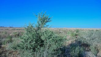 Northern Borders: Botanical Treasure Trove