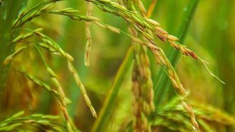 Rice Straw Project Fights Gas Emissions