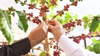New Jazan Factory Boosts Coffee Supply