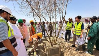 نقل الأشجار المعمرة إلى المدينة المنورة