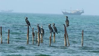 Saudi's Project To Protect Gulf Marine Life