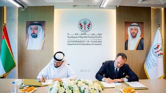 أبقار دنماركية جديدة تعزز حليب الشارقة