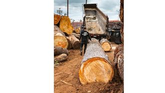 Local Lumber Revival In LA