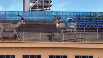Tabreed's Wildlife Mural On Al Maryah