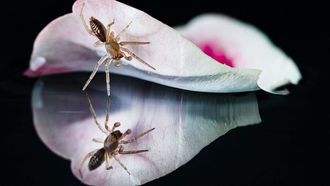 المملكة المتحدة منزعجة من غزو العنكبوت القافز