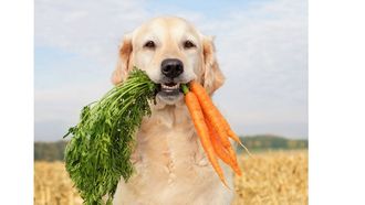 Vegan Dog Diets: Healthier Choice?