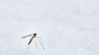 نصائح أساسية للوقاية من البعوض