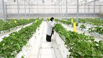 Innovative Agriculture In Abu Dhabi