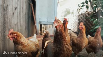 دراسة انتشار أنفلونزا الطيور في الأبقار