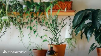 النباتات تظهر الذكاء، نتائج الدراسة