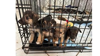 Rescuers Oppose CDC Dog Ban